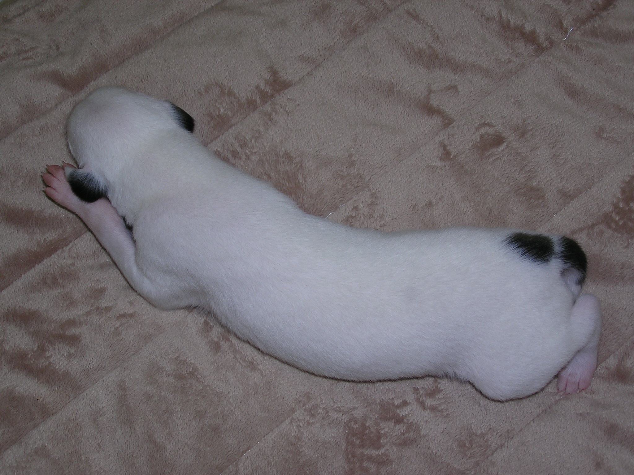 Alfred 24.3.2010  